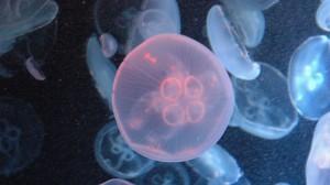 Aurelia Aurita