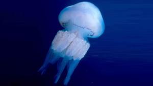 Rhizostoma Pulmo