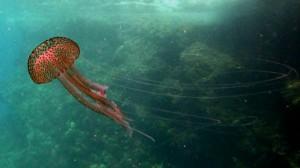 Pelagia Noctiluca